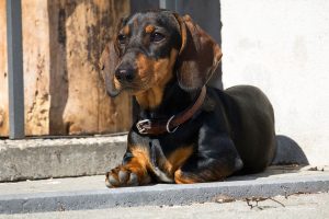 15 Törpe Kutya Fajta - Egyszerűen Túl Cukik - Kutyulva